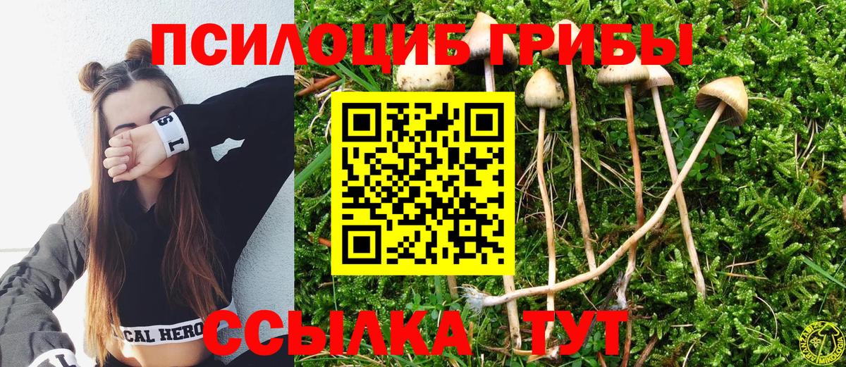 Псилоцибиновые грибы Psilocybe Каспийск
